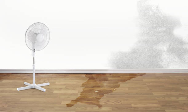 Best Water damage contractors near me  in Tome, NM